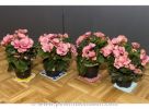 201208170316.jpg